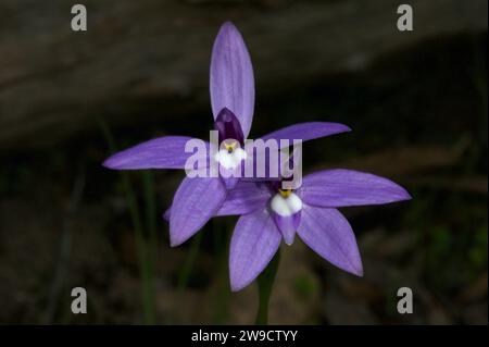 Ein Paar Wax Lips Orchids (Glossodia Major), das ihre purpurne Schönheit im Hochkins Ridge Flora Reserve in Croydon North, Victoria, Australien, zeigt. Stockfoto