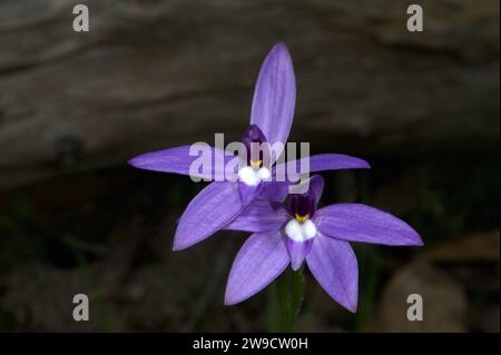 Ein Paar Wax Lips Orchids (Glossodia Major), das ihre purpurne Schönheit im Hochkins Ridge Flora Reserve in Croydon North, Victoria, Australien, zeigt. Stockfoto