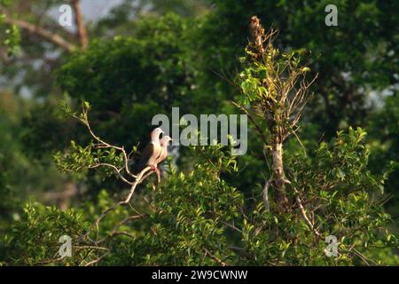 Grüne Kaisertauben (Ducula aenea) sitzen auf einem Baum in einem Regenwaldgebiet nahe Mount Tangkoko und Dua Saudara (Duasudara) in Bitung, Nord-Sulawesi, Indonesien. Ein artikel der International Union for Conservation of Nature (IUCN) vom 19. Dezember 2023 bestätigte, dass steigende Temperaturen unter anderem zu ökologischen, verhaltensbezogenen und physiologischen Veränderungen der Tierarten und der Artenvielfalt geführt haben. „Zusätzlich zu den erhöhten Krankheitsraten und degradierten Lebensräumen verursacht der Klimawandel auch Veränderungen bei den Arten selbst, die ihr Überleben bedrohen“, schrieben sie auf IUCN.org. Stockfoto