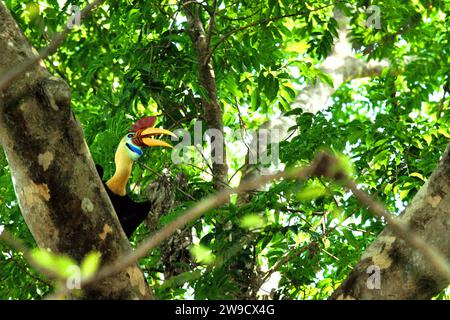 Ein männlicher Nashornvogel, auch bekannt als Sulawesi-Faltenhornvogel (Rhyticeros cassidix), wird fotografiert, als er auf einem Baum im Tangkoko Nature Reserve im Norden von Sulawesi, Indonesien, unterwegs ist. Ein Bericht eines Teams von Wissenschaftlern unter der Leitung von Marine Joly – obwohl es mit einer anderen Art, dem Haubenmakaken, verwandt war – ergab, dass die Temperatur im Tangkoko-Wald steigt und die Fruchtfülle insgesamt abnahm. „Zwischen 2012 und 2020 stiegen die Temperaturen im Wald um bis zu 0,2 Grad pro Jahr an“, schrieben sie auf... Stockfoto