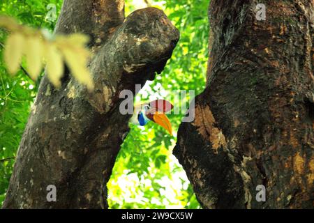 Ein männlicher Nashornvogel, auch bekannt als Sulawesi-Faltenhornvogel (Rhyticeros cassidix), wird auf einem Baum im Tangkoko Nature Reserve, Nord-Sulawesi, Indonesien, fotografiert. Ein Bericht eines Teams von Wissenschaftlern unter der Leitung von Marine Joly – obwohl es mit einer anderen Art, dem Haubenmakaken, verwandt war – ergab, dass die Temperatur im Tangkoko-Wald steigt und die Fruchtfülle insgesamt abnahm. „Zwischen 2012 und 2020 stiegen die Temperaturen im Wald um bis zu 0,2 Grad pro Jahr an“, schrieben sie auf... Stockfoto