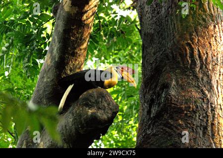 Ein männlicher Nashornvogel, auch bekannt als Sulawesi-Faltenhornvogel (Rhyticeros cassidix), wird auf einem Baum im Tangkoko Nature Reserve, Nord-Sulawesi, Indonesien, fotografiert. Ein Bericht eines Teams von Wissenschaftlern unter der Leitung von Marine Joly – obwohl es mit einer anderen Art, dem Haubenmakaken, verwandt war – ergab, dass die Temperatur im Tangkoko-Wald steigt und die Fruchtfülle insgesamt abnahm. „Zwischen 2012 und 2020 stiegen die Temperaturen im Wald um bis zu 0,2 Grad pro Jahr an“, schrieben sie auf... Stockfoto