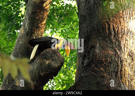 Ein männlicher Nashornvogel, auch bekannt als Sulawesi-Faltenhornvogel (Rhyticeros cassidix), wird auf einem Baum im Tangkoko Nature Reserve, Nord-Sulawesi, Indonesien, fotografiert. Ein Bericht eines Teams von Wissenschaftlern unter der Leitung von Marine Joly – obwohl es mit einer anderen Art, dem Haubenmakaken, verwandt war – ergab, dass die Temperatur im Tangkoko-Wald steigt und die Fruchtfülle insgesamt abnahm. „Zwischen 2012 und 2020 stiegen die Temperaturen im Wald um bis zu 0,2 Grad pro Jahr an“, schrieben sie auf... Stockfoto