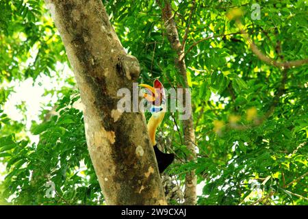 Ein männlicher Nashornvogel, auch bekannt als Sulawesi-Faltenhornvogel (Rhyticeros cassidix), wird fotografiert, als er auf einem Baum im Tangkoko Nature Reserve im Norden von Sulawesi, Indonesien, unterwegs ist. Ein Bericht eines Teams von Wissenschaftlern unter der Leitung von Marine Joly – obwohl es mit einer anderen Art, dem Haubenmakaken, verwandt war – ergab, dass die Temperatur im Tangkoko-Wald steigt und die Fruchtfülle insgesamt abnahm. „Zwischen 2012 und 2020 stiegen die Temperaturen im Wald um bis zu 0,2 Grad pro Jahr an“, schrieben sie auf... Stockfoto