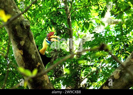 Ein männlicher Nashornvogel, auch bekannt als Sulawesi-Faltenhornvogel (Rhyticeros cassidix), wird fotografiert, als er auf einem Baum im Tangkoko Nature Reserve im Norden von Sulawesi, Indonesien, unterwegs ist. Ein Bericht eines Teams von Wissenschaftlern unter der Leitung von Marine Joly – obwohl es mit einer anderen Art, dem Haubenmakaken, verwandt war – ergab, dass die Temperatur im Tangkoko-Wald steigt und die Fruchtfülle insgesamt abnahm. „Zwischen 2012 und 2020 stiegen die Temperaturen im Wald um bis zu 0,2 Grad pro Jahr an“, schrieben sie auf... Stockfoto