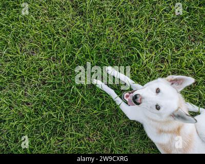 White Shepherd oder Canaan oder Mixed Sibirischer Husky Dog blickt auf die Kamera, während er sich auf dem grünen Gras niederlegt Stockfoto