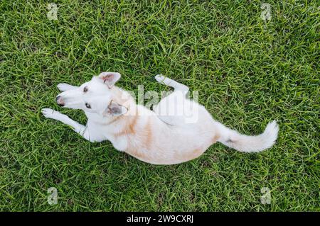 White Shepherd oder Canaan oder Mixed Sibirischer Husky Dog blickt auf die Kamera, während er sich auf dem grünen Gras niederlegt Stockfoto