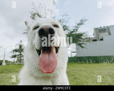 White Shepherd oder Canaan oder Mixed Sibirischer Husky Dog steht mit Bokeh-Hintergrund seine Zunge heraus Stockfoto