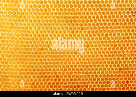 Waben mit süßgoldenem Honig auf dem ganzen Hintergrund, Nahstruktur und Muster des Abschnitts aus Wachswaben Stockfoto