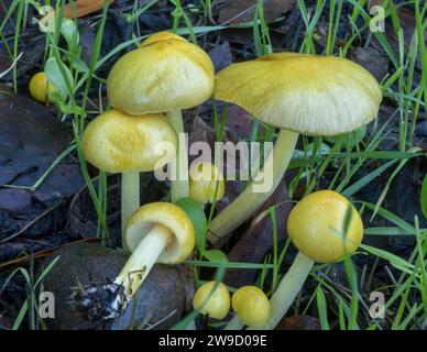 Bolbitius titubans, allgemein bekannt als die sonnige Seite oben. Santa Clara County, Kalifornien, USA. Stockfoto