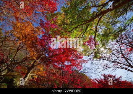 Rote Blätter im Kasagiyama Momiji Park in Kyoto im Herbst Weitwinkelansicht Stockfoto