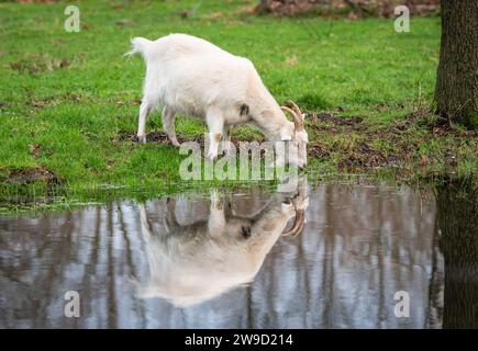 Weiße Ziege reflektiert in der Pfütze und trinkt aus dem Wasser. Stockfoto