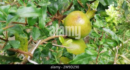 Nahaufnahme von jungen Granatäpfeln, die auf einem Baum wachsen Stockfoto