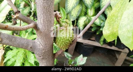 Grüne Graviola-Frucht auf einem Graviola-Baum Stockfoto