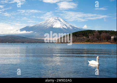 An einem sonnigen Wintertag schwimmt ein einzelner Schwäne auf dem Yamanaka-See vor dem Fuji in der Präfektur Yamanashi. Stockfoto