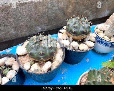 Kakteen-Gartenpflanze mit Kakteen, die im Herbst im Freien verkauft werden, verschiedene Kaktusarten in einem Topf mit kleinen Kies. Topfvariante von Kakteen. Stockfoto