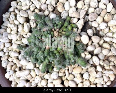 Kakteen-Gartenpflanze mit Kakteen, die im Herbst im Freien verkauft werden, verschiedene Kaktusarten in einem Topf mit kleinen Kies. Topfvariante von Kakteen. Stockfoto