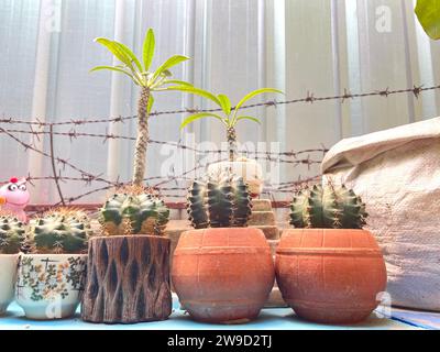 Kakteen-Gartenpflanze mit Kakteen, die im Herbst im Freien verkauft werden, verschiedene Kaktusarten in einem Topf mit kleinen Kies. Topfvariante von Kakteen. Stockfoto