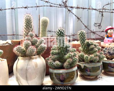 Kakteen-Gartenpflanze mit Kakteen, die im Herbst im Freien verkauft werden, verschiedene Kaktusarten in einem Topf mit kleinen Kies. Topfvariante von Kakteen. Stockfoto