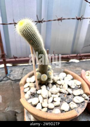 Kakteen-Gartenpflanze mit Kakteen, die im Herbst im Freien verkauft werden, verschiedene Kaktusarten in einem Topf mit kleinen Kies. Topfvariante von Kakteen. Stockfoto