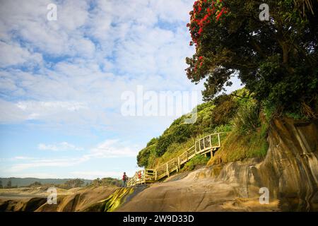 Pohutukawa-Bäume blühen am Muriwai Beach. Leute, die auf den Felsen laufen. Auckland. Stockfoto