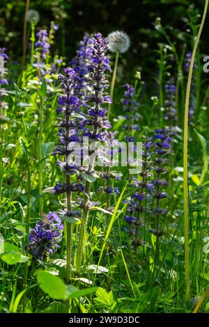 Eine Nahaufnahme der blauen Blüten von Ajuga reptans Atropurpurea im Frühling. Blaues Horn Ajuga reptans Blumen Zimmermanns Kräuter immergrüne, mehrjährige Pflanzen. Stockfoto
