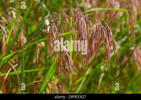 Die Pflanze Bromus sterilis, anysantha sterilis oder unfruchtbarer Brom gehört zur Familie der Poaceae zum Zeitpunkt der Blüte. Wilde Getreidepflanze Bromus steril Stockfoto