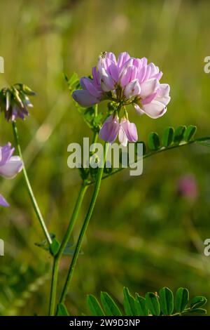 Securigera varia oder Coronilla varia, allgemein bekannt als Kronenvetch oder violetter Kronenvetch. Stockfoto