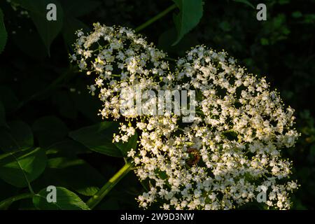 Schwarze sambucus-weiße Blüten blühen. Makro aus zarten Blüten auf dunkelgrünem Hintergrund im Frühlingsgarten. Selektiver Fokus. Naturkonzept für Stockfoto