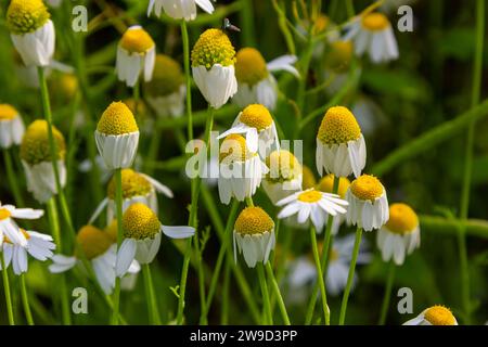 Die Heilkamillenmatricaria recutita blüht auf der Wiese zwischen wilden Gräsern. Stockfoto