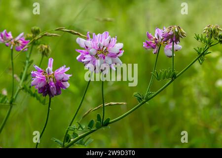 Securigera varia oder Coronilla varia, allgemein bekannt als Kronenvetch oder violetter Kronenvetch. Stockfoto