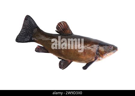 Fließende Schleie isoliert auf weißem Hintergrund. Stockfoto