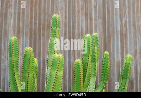 Detaillierte Aufnahme von Kakteen vor hölzernem Hintergrund Stockfoto