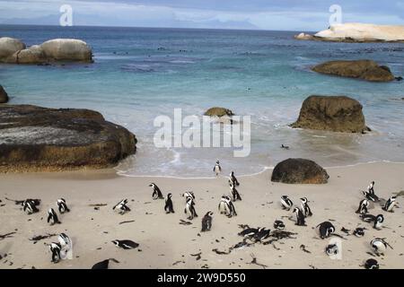 Eine Gruppe von Pinguinen, die an der Küste eines Strandes mit Blick auf die weite Weite des Ozeans thront. Stockfoto