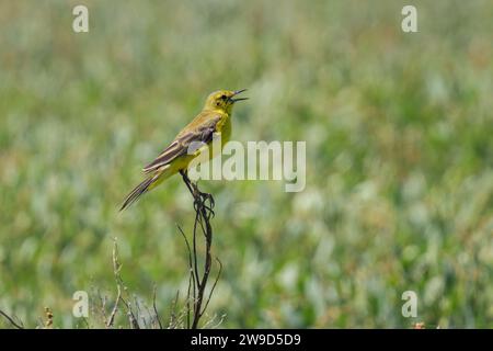 Ein westlicher gelber Bachstelz, der auf einer Pflanze sitzt, sonniger Sommertag in Nordfrankreich Stockfoto