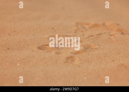 Krötenkopf-Agama Phrynocephalus mystaceus, gräbt sich in der natürlichen Umgebung in den Sand. Ein lebendiger Drache der Wüste aus nächster Nähe. Unglaublich Stockfoto