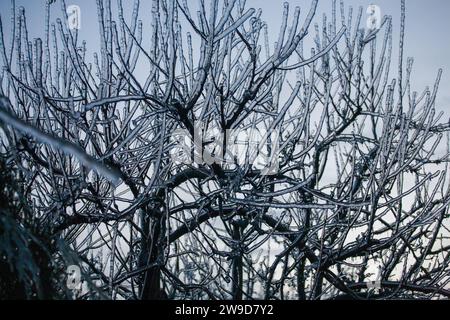 Vereisung in der Welt der Zweige mit langen grünen Nadeln bedeckt mit einer dünnen Eisschicht an einem Wintertag. Stockfoto
