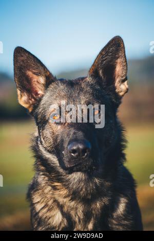 Arbeitslinie Deutscher Schäferhund (Elsässer) Stockfoto