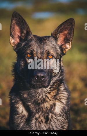Arbeitslinie Deutscher Schäferhund (Elsässer) Stockfoto