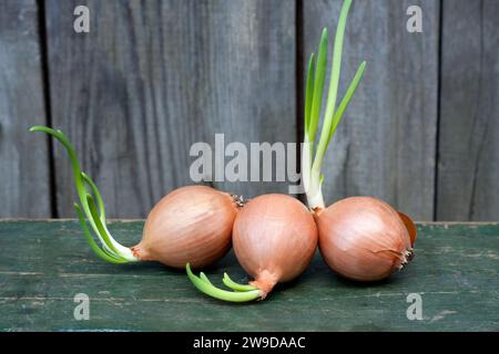 Drei gelbe Zwiebelzwiebeln mit grünen Sprossen auf hölzernem Hintergrund. Gekeimte Zwiebeln zum Pflanzen im Frühjahr. Gemüsestillleben. Kopierbereich Stockfoto