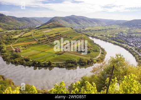 Blick auf eine flussbiegung der Mosel in der Eifelgemeinde Bremm in Deutschland im Sommer. Von den Weinbergen von Calmont aus gesehen, mit blauem Himmel. Stockfoto