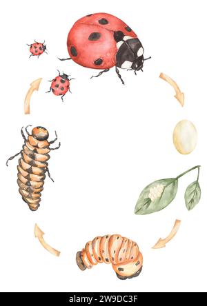 Marienkäfer Life Cycle Clipart, Aquarell Insekten Life Cycle Poster, Käfer Elemente, Lebensstufen Homeschool Karte, Lernspiel, Kinderschule pädagogisch Stockfoto