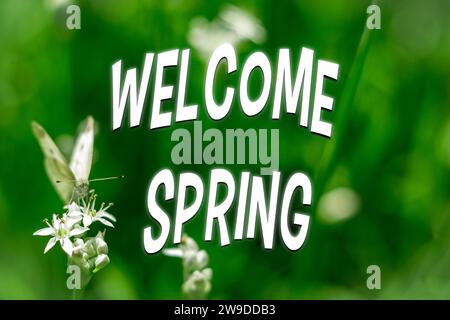 Schmetterling ernährt sich von den Blüten und Knospen in einem sonnigen Garten, mit defokussiertem Hintergrund. Willkommen im Frühling Stockfoto