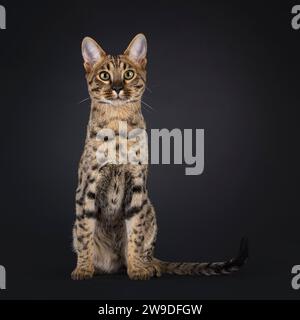 Wunderschöne Savannah-Katze, die nach vorne sitzt. Blick auf die Kamera, isoliert auf schwarzem Hintergrund. Stockfoto