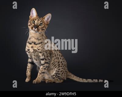 Wunderschöne Savannah-Katze, die seitlich sitzt. Blick auf die Kamera, isoliert auf schwarzem Hintergrund. Stockfoto