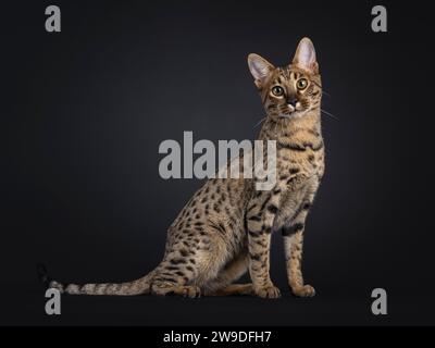 Wunderschöne Savannah-Katze, die seitlich sitzt. Blick auf die Kamera, isoliert auf schwarzem Hintergrund. Stockfoto