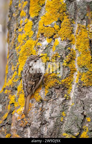 Gemeiner Baumvogel auf Baumstamm, bedeckt mit leuchtend gelben Flechten. Stockfoto