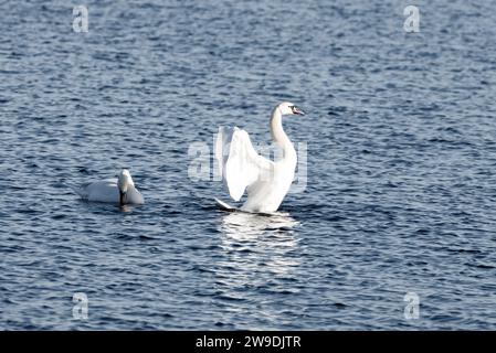 Eine Familie von Schwänen schwingt ruhig auf dem Wasser, einer hebt sich anmutig hoch, um ihre Flügel in einer fesselnden Pose zu entfalten. Stockfoto