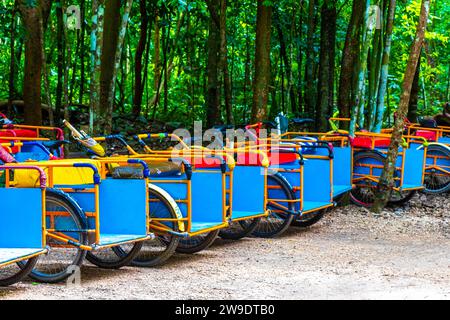 Mieten Sie Ein Fahrrad-Dreirad und fahren Sie durch das Dschungel Coba Ruins Adventure in der Gemeinde Coba Tulum Quintana Roo Mexiko. Stockfoto