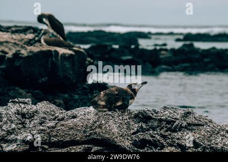 Galapagos-Pinguin auf Isla Isabela, Galapagos Stockfoto
